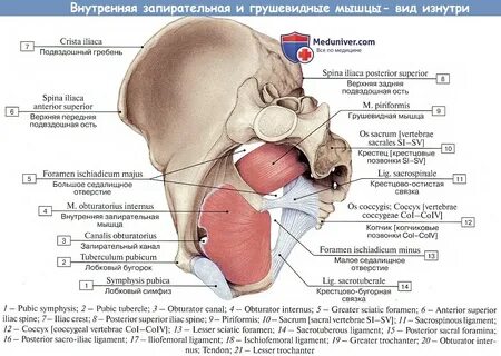 Большое седалищное