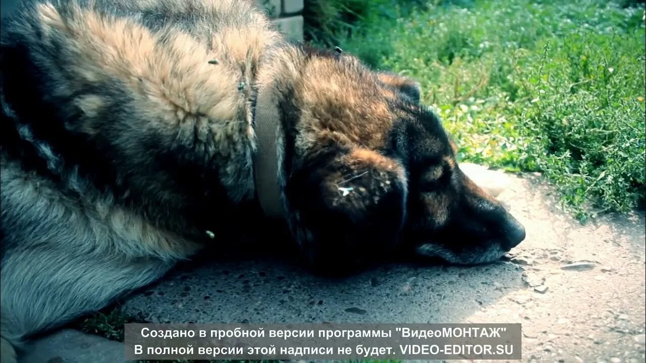 Про собак умирающая собака. Про собак умирающая собака