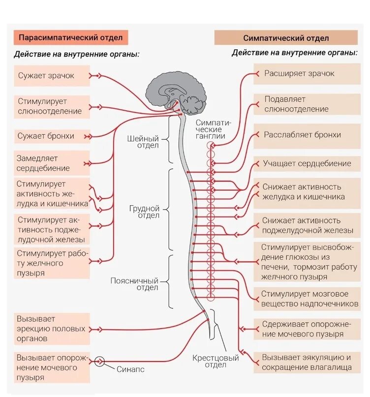 Нервные действия. Схема симпатической и парасимпатической нервной системы. Симпатический отдел вегетативной нервной системы. Симпатический отдел вегетативной нервной системы схема. Функции симпатического отдела вегетативной нервной системы.