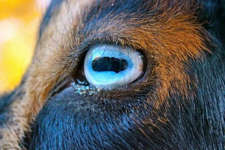 Pin on Krampus Goats, Animals, Third eye art