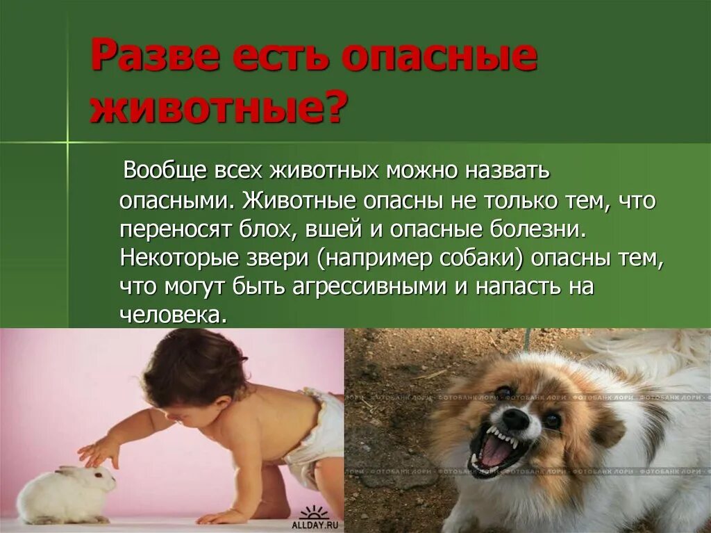 Кто изучает животных. Бывают ли животные опасными. опасные животные презентация. презентация о опасных животных. опасны для человека животных.