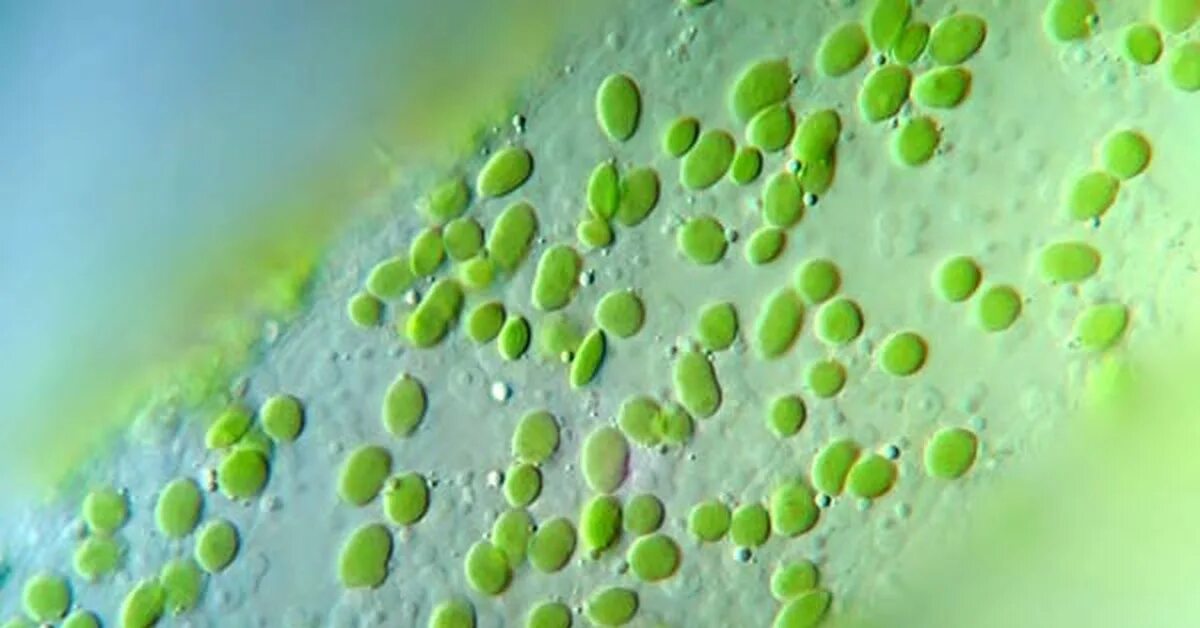 Синезеленые водоросли цианобактерии. Цианобактерии хлорофилл. Первый фотосинтезирующие организмы на земле. Первый фотосинтезирующие организмы на земле. Одноклеточные цианобактерии.