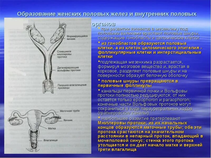 Развитие органов женской половой системы. Формирование внутренних половых органов. Источники развития женской половой системы. Половая система развивается из. Развитие женских половых органов.