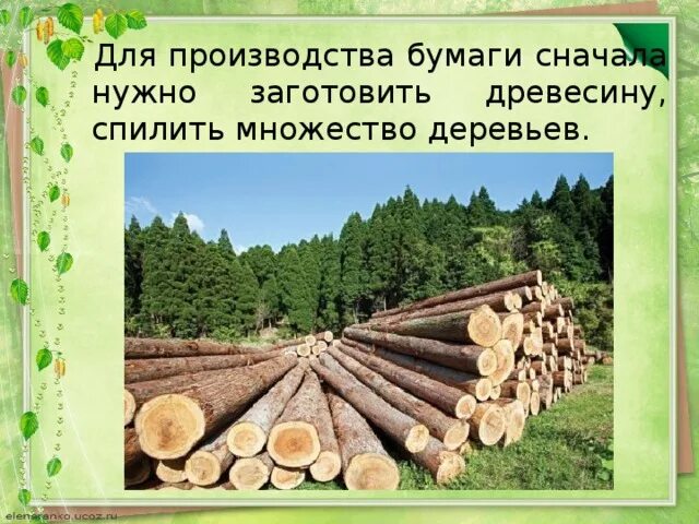 Пословица срубленное дерево не вырастет. Деревья для производства бумаги. Древесина для производства бумаги. Как делают бумагу из дерева. Бумагу изготавливают из древесины.