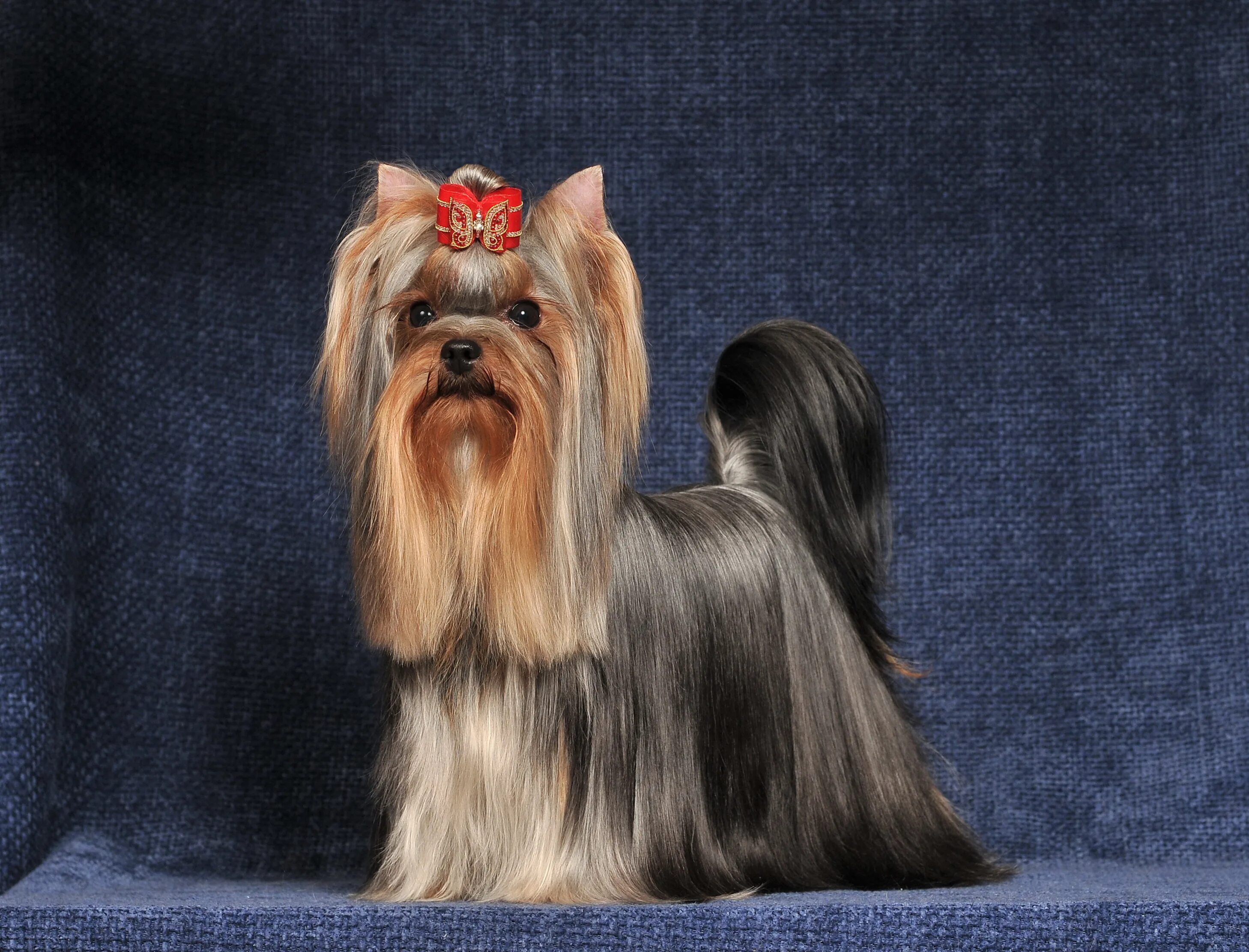 Скай терьер длинношерстный. Гончая порода борзая афганская. Афганская борзая афганская бо. Порода собак с длинной шерст. Афганская овчарка длинношерстная.