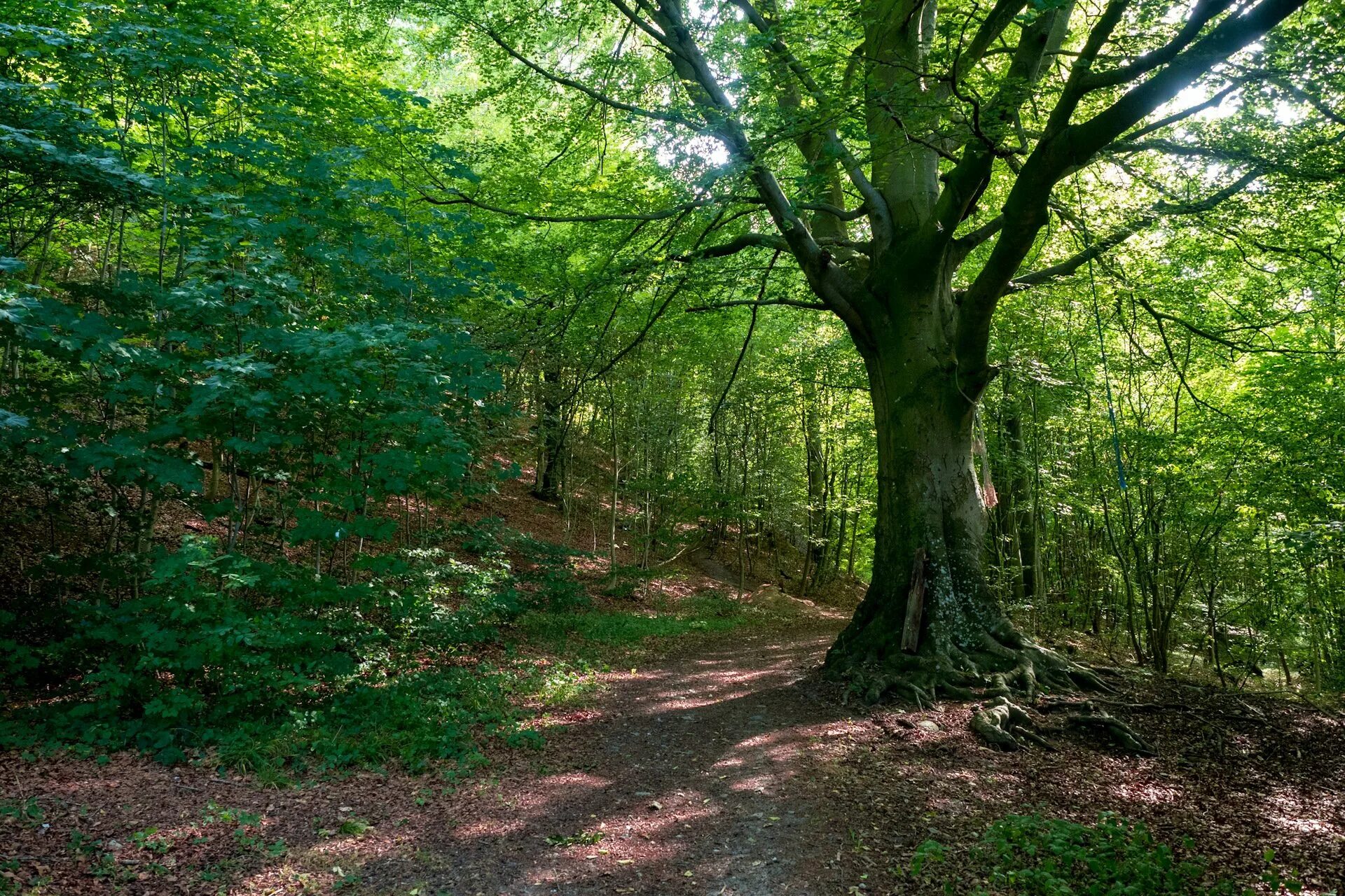 Дубовый лес. Дубовый лес на рабочий стол. Дубовый лес. Листва. Крона дерева снизу.