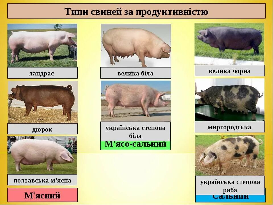 Мясная порода свиней. Поросята ландрас. Порода свиней ландрас дюрок. Сколько пород свиней. Порода поросят ландрас дюрок описание.