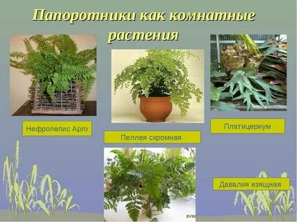 Название папоротников 3 класс окружающий мир
