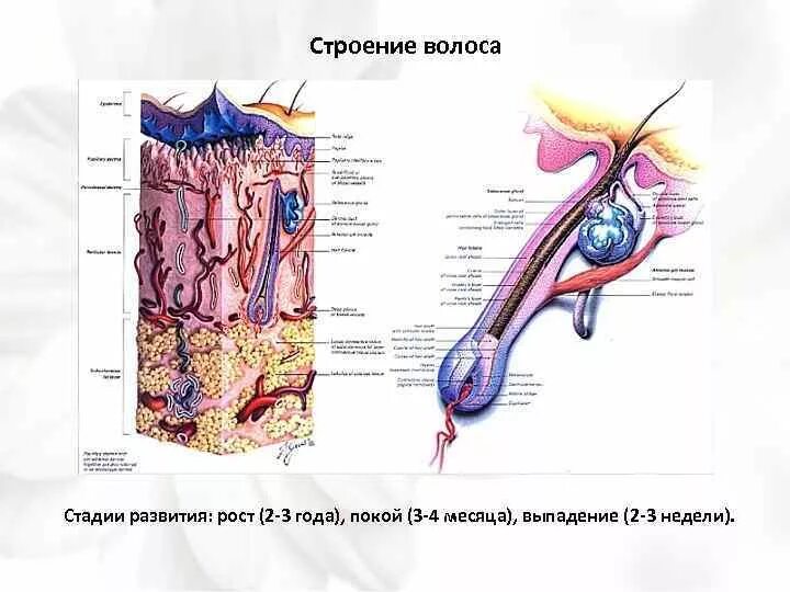 Рецептор волосяного фолликула. Строение волосяного фолликула. Строение волоса. Строение волоса человека.