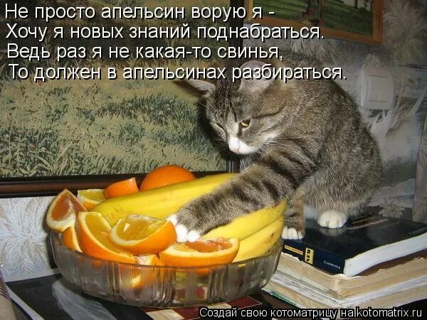 как воровать яблоки. ворует яблоки. детские загадки апельсин. ты воровала апельсины нужно как то. ты воровала апельсины нужно как то.