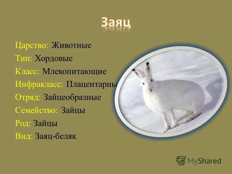 многообразие млекопитающих 7 класс. систематическое положение зайца русака. отряд зайцеобразные тип хордовые класс. отряд зайцеобразные тип хордовые класс. отряд зайцеобразные (lagomorpha).