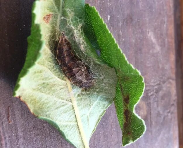 Непарный шелкопряд lymantria dispar. Непарный шелкопряд паутина. Непарный шелкопряд рязанская область. Непарный шелкопряд нашествие. Непарный шелкопряд лес.