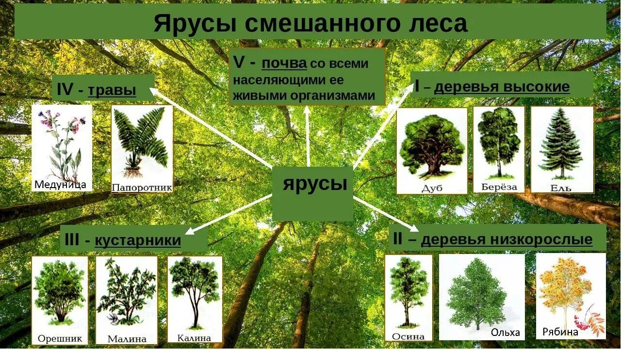 Преобладают жизненные формы деревья и кустарники. Ярусы растений лесного фитоценоза. Ярусы смешанного леса. Растительное сообщество лес. Ярусность в растительном сообществе лес.
