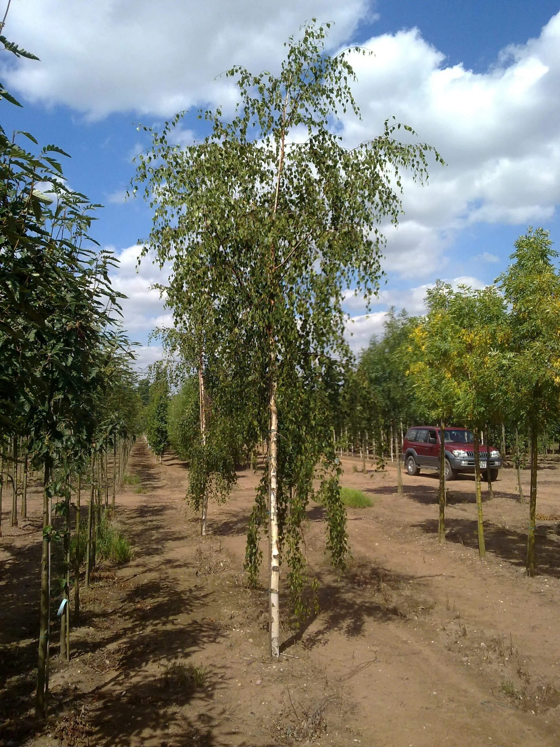 Береза повислая криспа (betula pendula crispa). Береза повислая криспа (betula pendula crispa). Берёза повислая далекарлийская. Береза повислая грацилис. Береза повислая crispa.