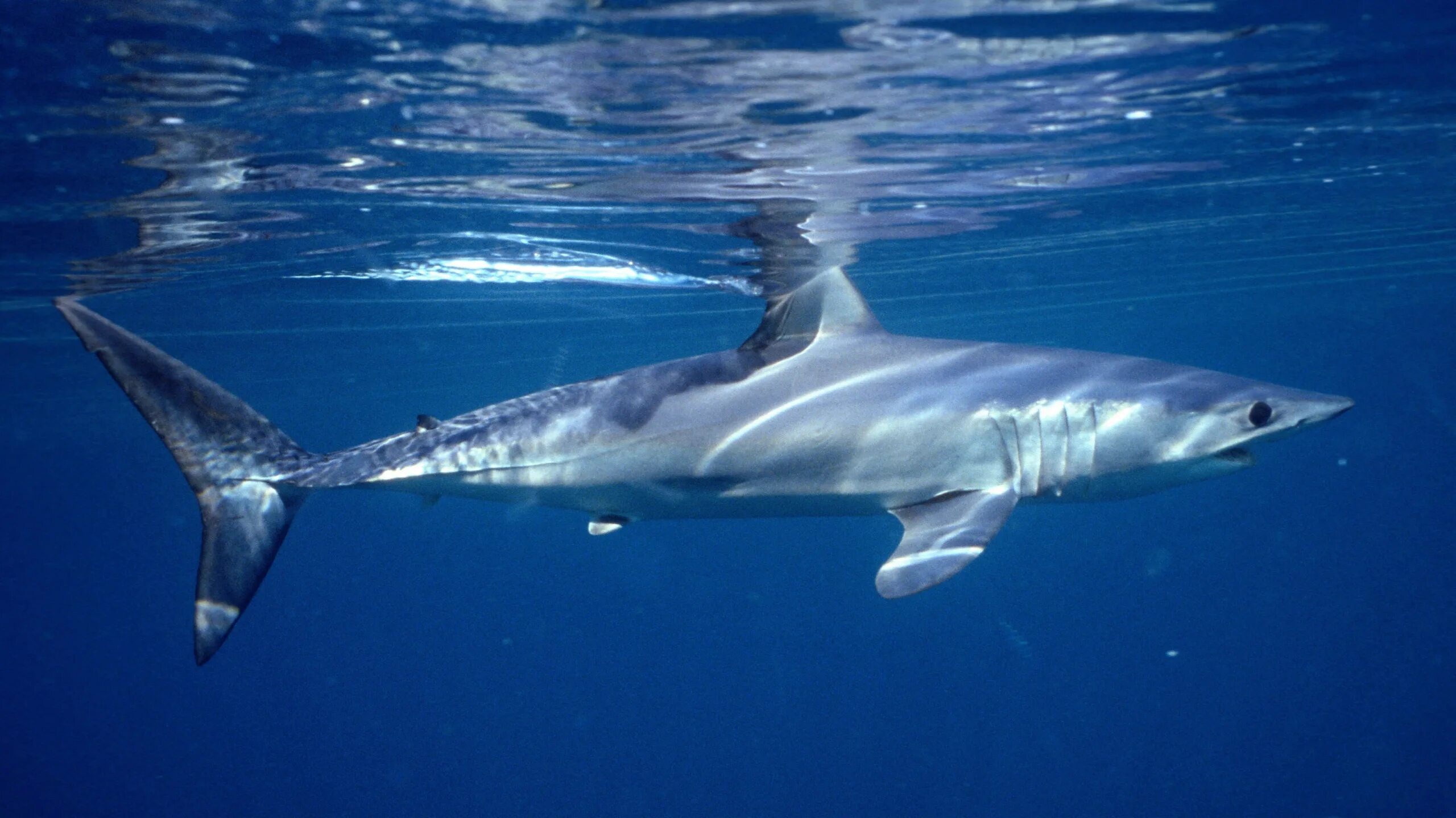 Акула мако опасна ли для человека. Акула мако. Длинноперая акула мако. Акула мако Шарк. Серо голубая акула мако.