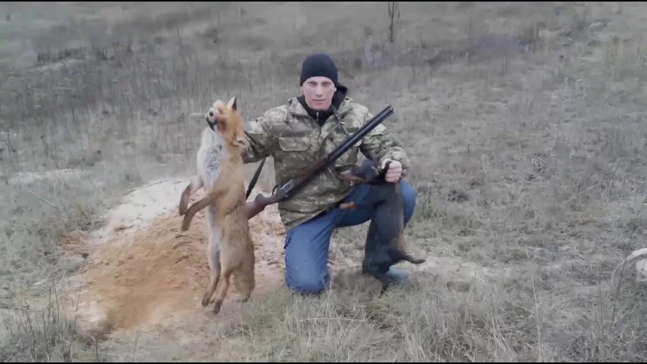 Видео охота лис. Ягдтерьер на охоте на барсука. Охота с ягдтерьерами на барсука. Охотник в лисьей шкуре.