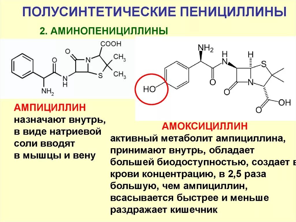 Механизм пенициллинов