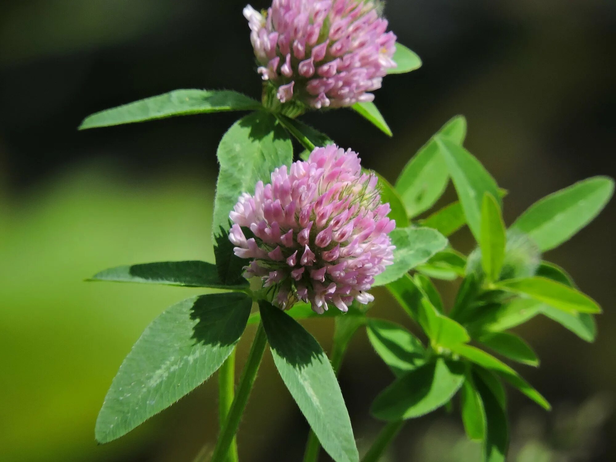 Когда цветет клевер. Клевер Луговой - Trifolium pratense l. Клевер Луговой раннеспелый. Соцветие клевера Лугового. Клевер Луговой Орлик.