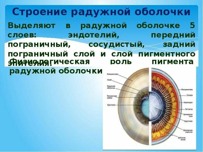 Радужная оболочка это. Строение Радужки анатомия. Строение радужной оболочки. Строение радужной оболочки глаза. Радужка глаза строение.