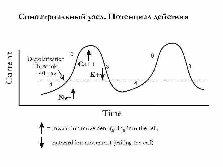 Потенциал действия клеток синоатриального узла. Потенциал действия пейсмекерных клеток. Потенциал действия синусного узла. Фазы потенциала действия са узла. Пд клетки