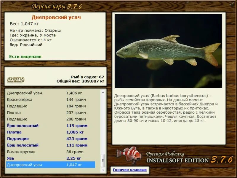 рыба рыбец где ловить. кормление карпов. карп кои кормление. кукуруза на карпа. голодная рыбка.