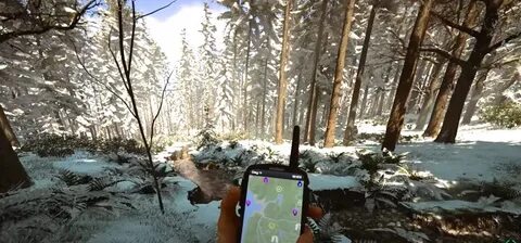 The forest теплый