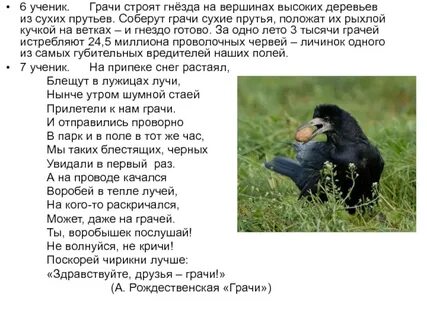Грачи строят гнезда на вершинах