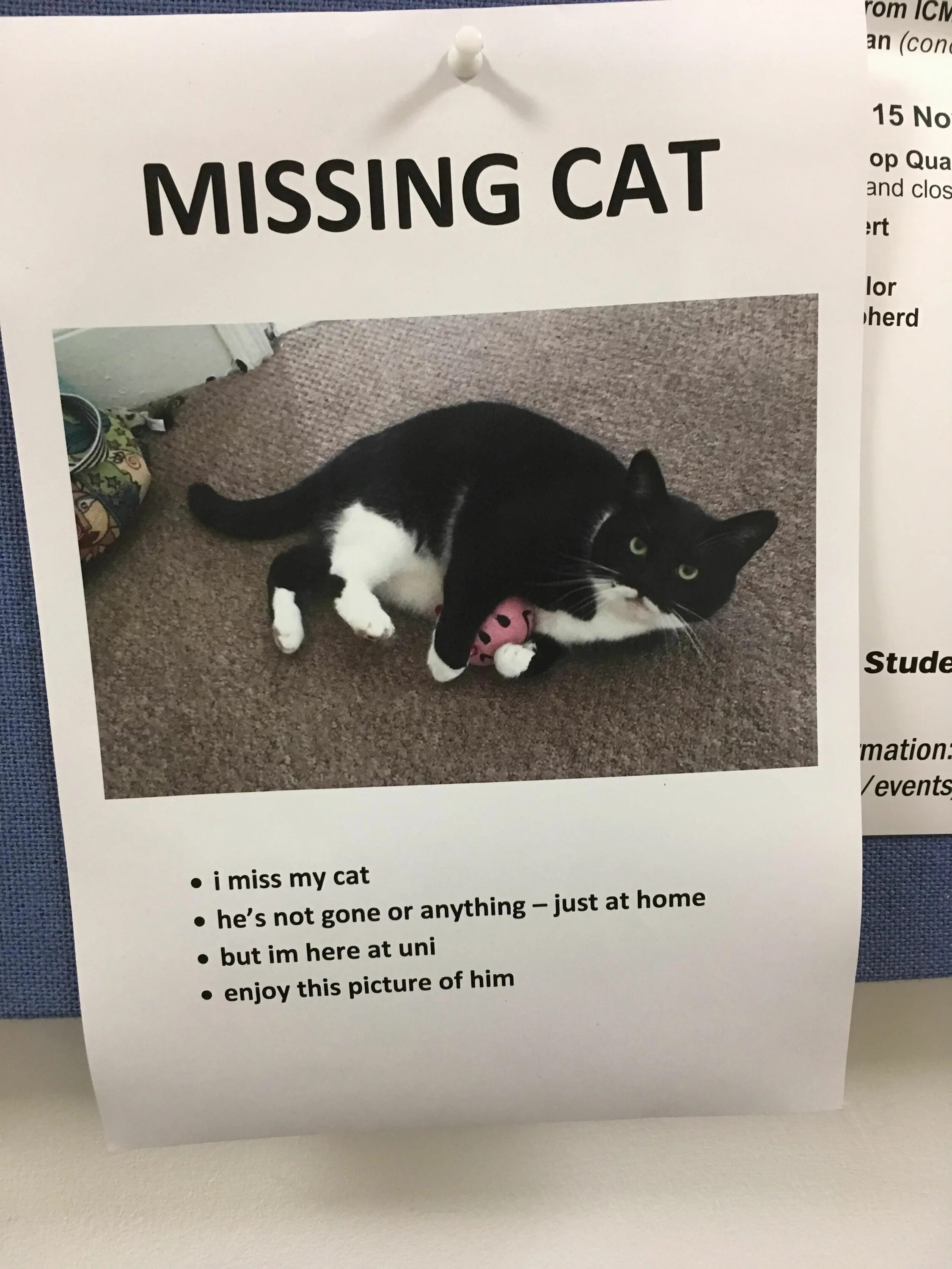 Miss me cat. Miss me cat. Miss cat. Missing pet poster. Miss me cat.
