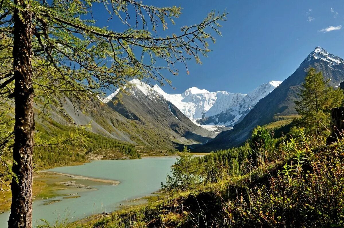 Природный пояс у подножия гор алтай. Белуха горный Алтай. Гора Белуха Сибирь. Белуха Алтай вершина. Белуха гора в Горном Алтае.