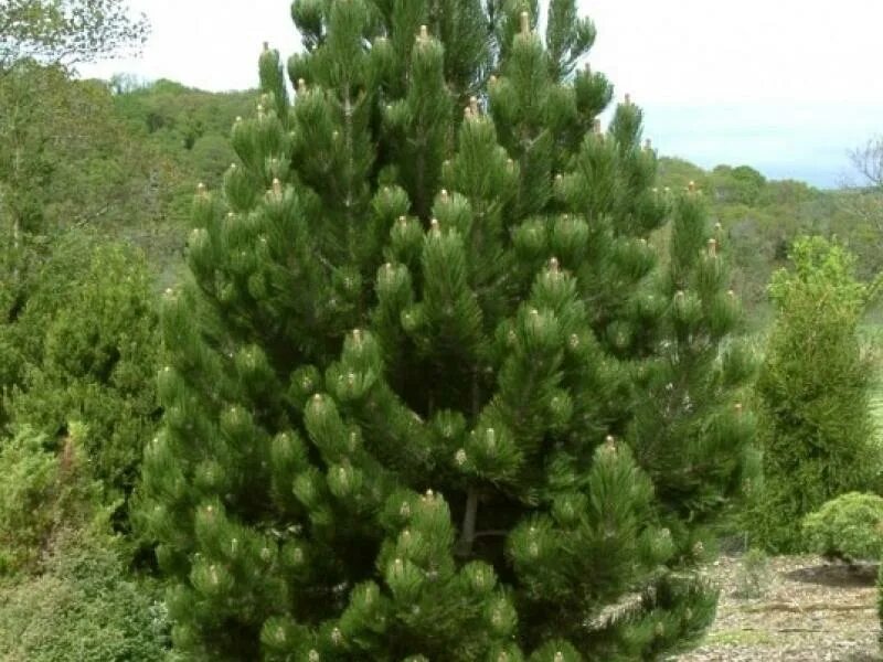 Pinus heldreichii. Pinus heldreichii