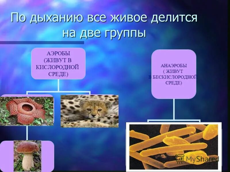 анаэробные бактерии классификация. болезнетворные бактерии доклад. к животным обитающим в бескислородной среде относится. аэробные микроорганизмы. аэробные и анаэробные организмы.
