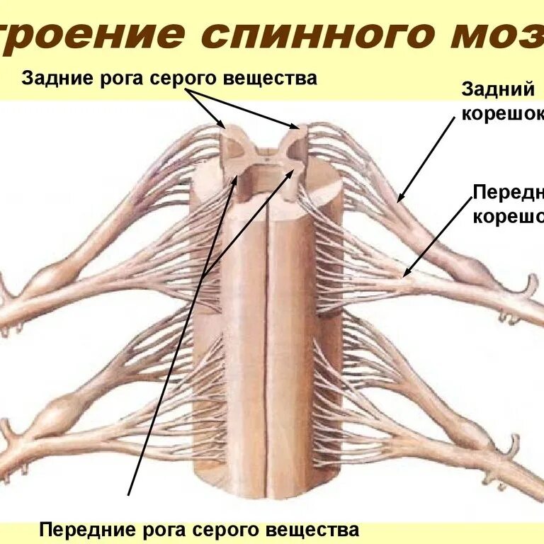 Схема строения сегмента спинного мозга. Спинной канал обозначенный на рисунке цифрой заполнен. Какой цифрой обозначен передний корешок мозга. Какой цифрой обозначен передний корешок мозга. Анатомическое строение спинного мозга.