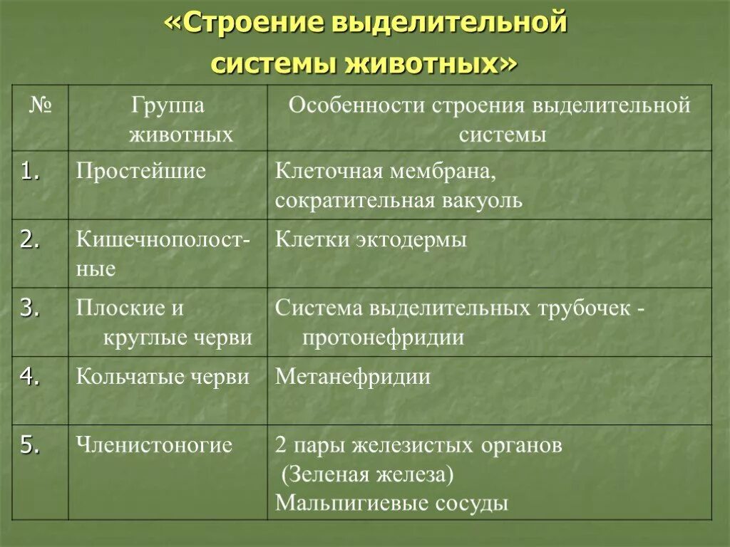 Таблица по биологии 6 класс выделительная система животных. Строение выделительной системы животных таблица 6 класс. Особенности строения выделительной системы таблица. Эволюция выделительной системы у животных таблица 7 класс. Систематические группы кольчатых червей