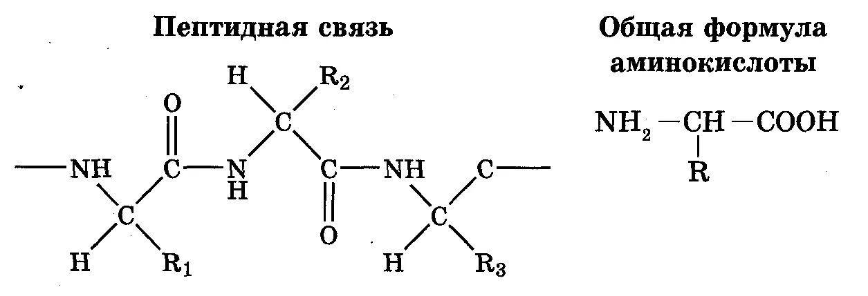 Укажите пептидную связь. Пептидная связь аминокислот формула. Пептидная связь формула. Образование пептидной связи формула. Общая формула аминокислот пептидная связь.