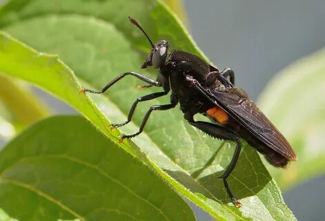 20 насекомых