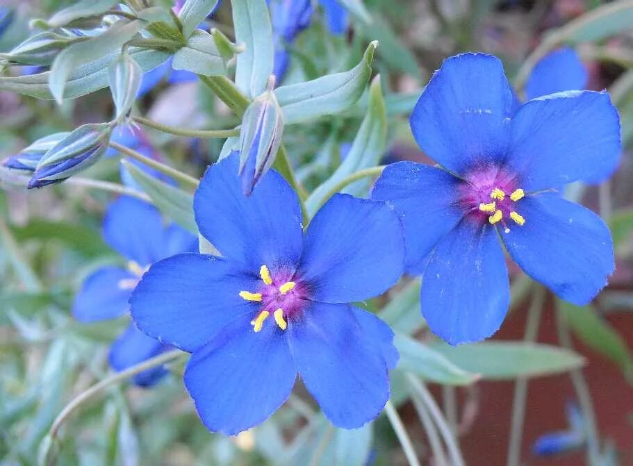 Анагаллис цветок. Анагалис синеглазка. Анагаллис монелли. Анагалис крупноцветковый. Анагаллис крупноцветковый.