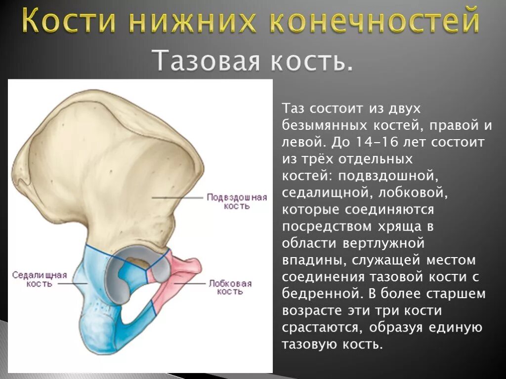 Подвздошная кость седалищная. Вертлужная впадина кости. Тазовая кость. Тазовая кость состоит. Вертлужной впадины тазовой кости.