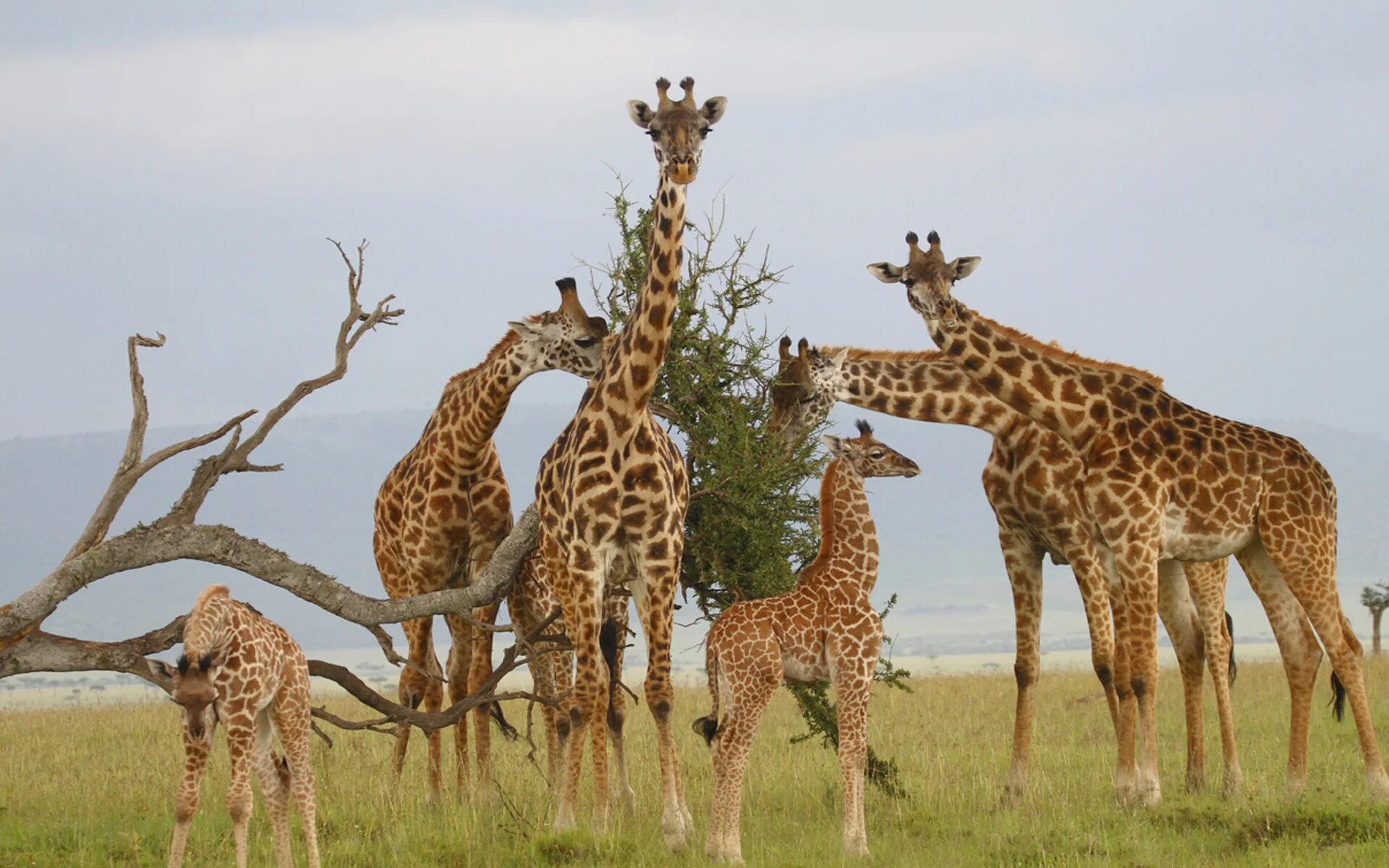 Какое животное выше. Животные Африки Жираф. Жираф в африканской саванне. Южноафриканский Жираф. Стадо Жирафов.