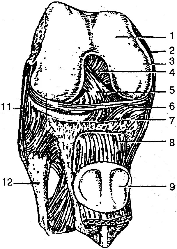 Задний мыщелок. Коленный сустав (вскрыт, вид спереди).. Вскрытый правый коленный сустав вид спереди. Рис. 1. коленный сустав (вид спереди). Коленный сустав рисунок.