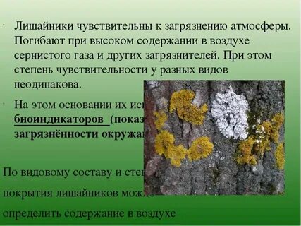 Лишайники являются растением