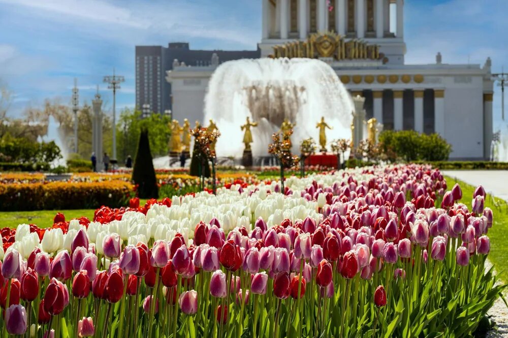 Цветы пл. Клумбы в Москве 2022. Парк цветов в Москве. Московские цветы. Москва цветет.