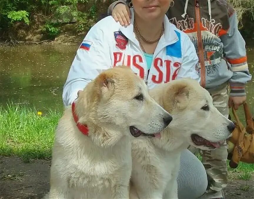 Алабай ростов. Алабай собака рост. Алабай титан. Ачак асы питомник сао. Алабай ростов.