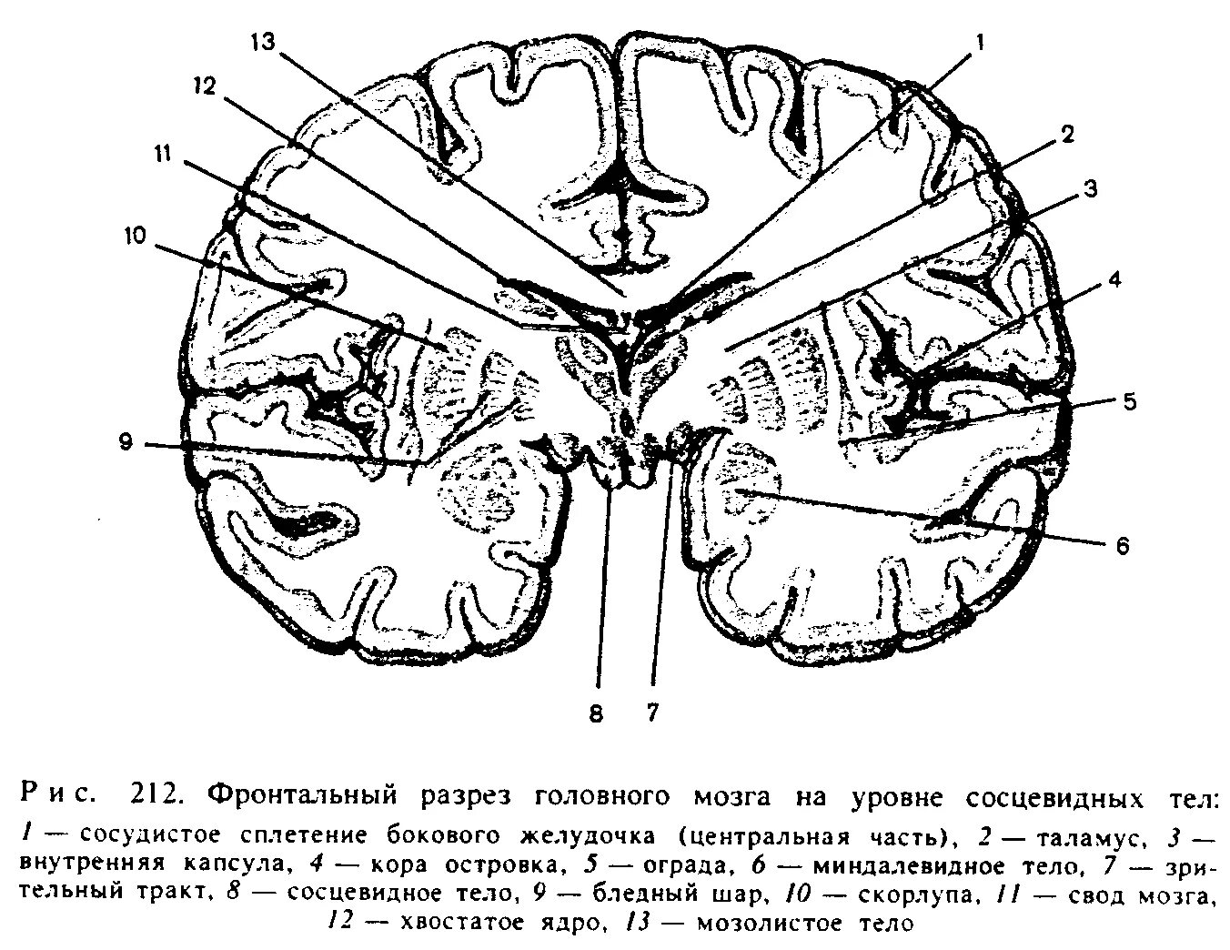 Срез головного мозга. Горизонтальный срез головного мозга базальные ядра. поперечный срез головного мозга отделы головного мозга. фронтальный срез головного мозга базальные ядра. базальные ядра фронтальный срез.