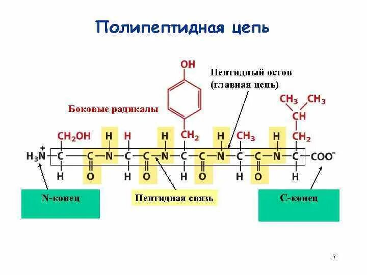 Связаны пептидными связями. Строение полипептидной цепи. Полипептидная цепочка трипептид. Цепочка аминокислот связанных пептидной связью является. Полипептидная цепь из 3 аминокислот.