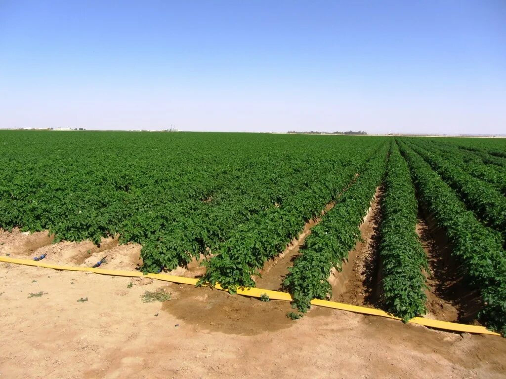 Сбор урожая картофеля. Овощеводческие хозяйства. Орошение картофеля. Плантация картофеля. Поле картошки.