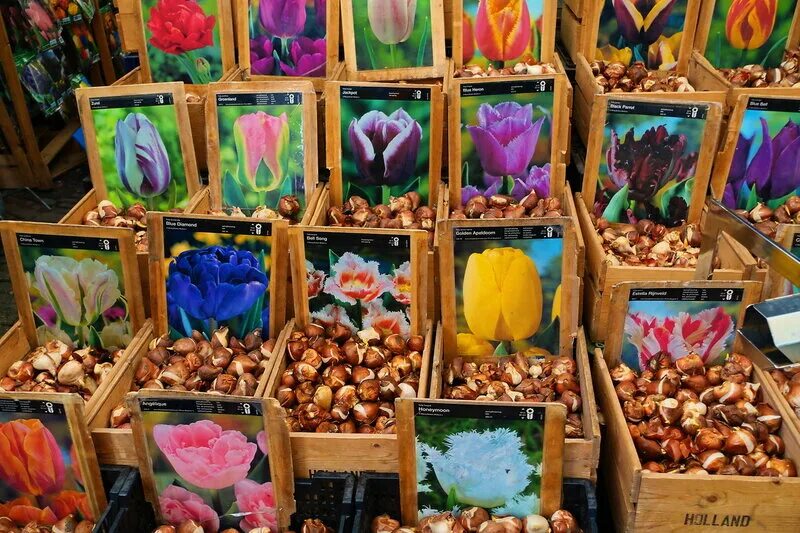 Magic price 12+ (луковицы тюльпанов). Тюльпаны делюкс микс 10 луковиц. Луковица тюльпана. Луковица тюльпанов 12+ калибратор. Ящик для выгонки тюльпанов.