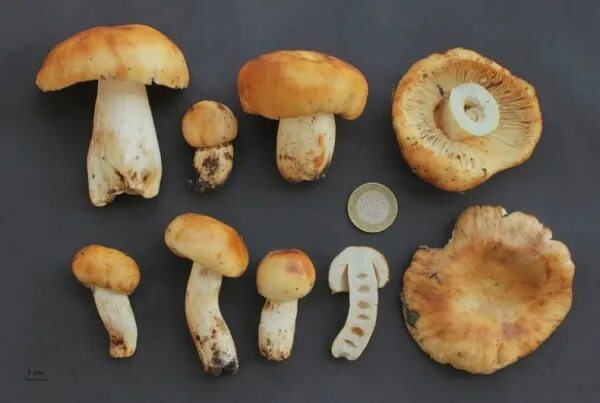 Валуй(лат. Russula foetens) - вид грибов из рода Сыроежка семейства Сыроежковые.