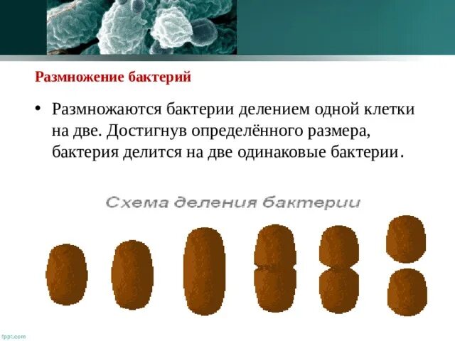 2 бактерии 1 8. Размножение бактерий. Размножение бактерий = деление одной клетки на две. Бактерии делятся на 2 группы. Определение величины бактерий.