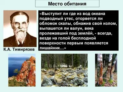 Лишайники первыми поселяются в бесплодных местах