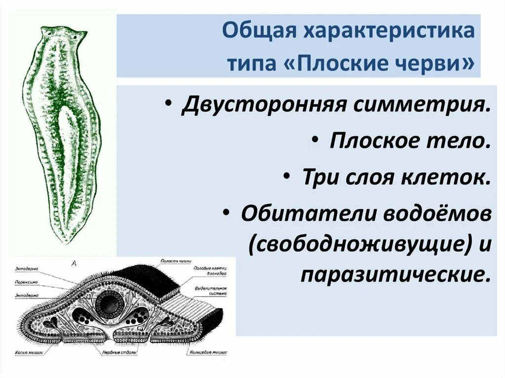 Признак свободноживущего червя. Строение плоских червей паренхима. Тип плоские черви общая характеристика. Плоские черви двусторонняя симметрия. Характеристика плоских червей.